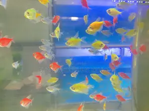 Tiny Glow Rockets – Mixed Glotetras