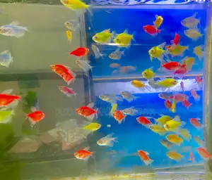 The Neon Swim Club – Glotetras Only