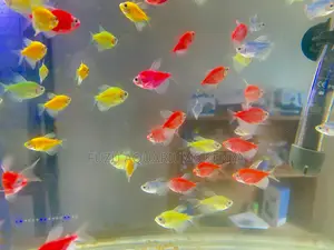 Glowfish Wonders – Mixed Glotetras