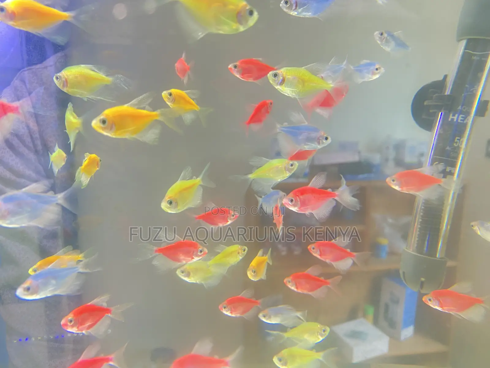 Glotetras – Color Therapy in a Tank