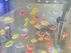 Led-Lit Glotetras – Show-Stopping Fish