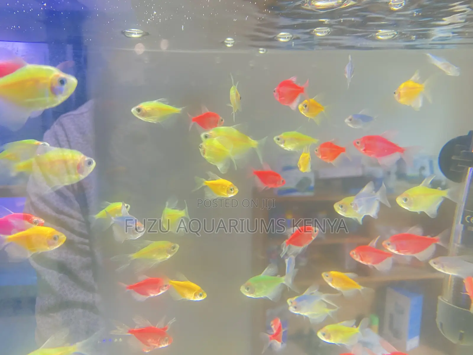 Add Sparkle With These Glotetras