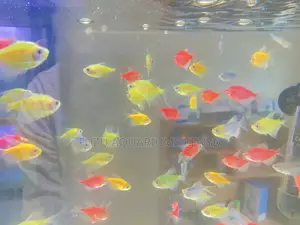 Add Sparkle With These Glotetras