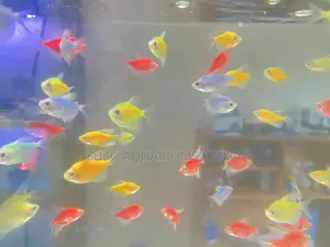 Your Tank, but Make It Glow – Glotetras Inside