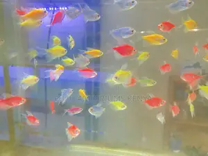 Mixed Neon Glotetras – Low Stress, High Glow