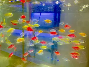 Glotetras – The Light Show That Swims