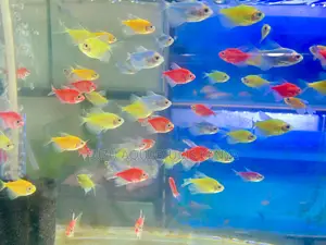 Mixed Glotetras – Ideal for Themed Tanks