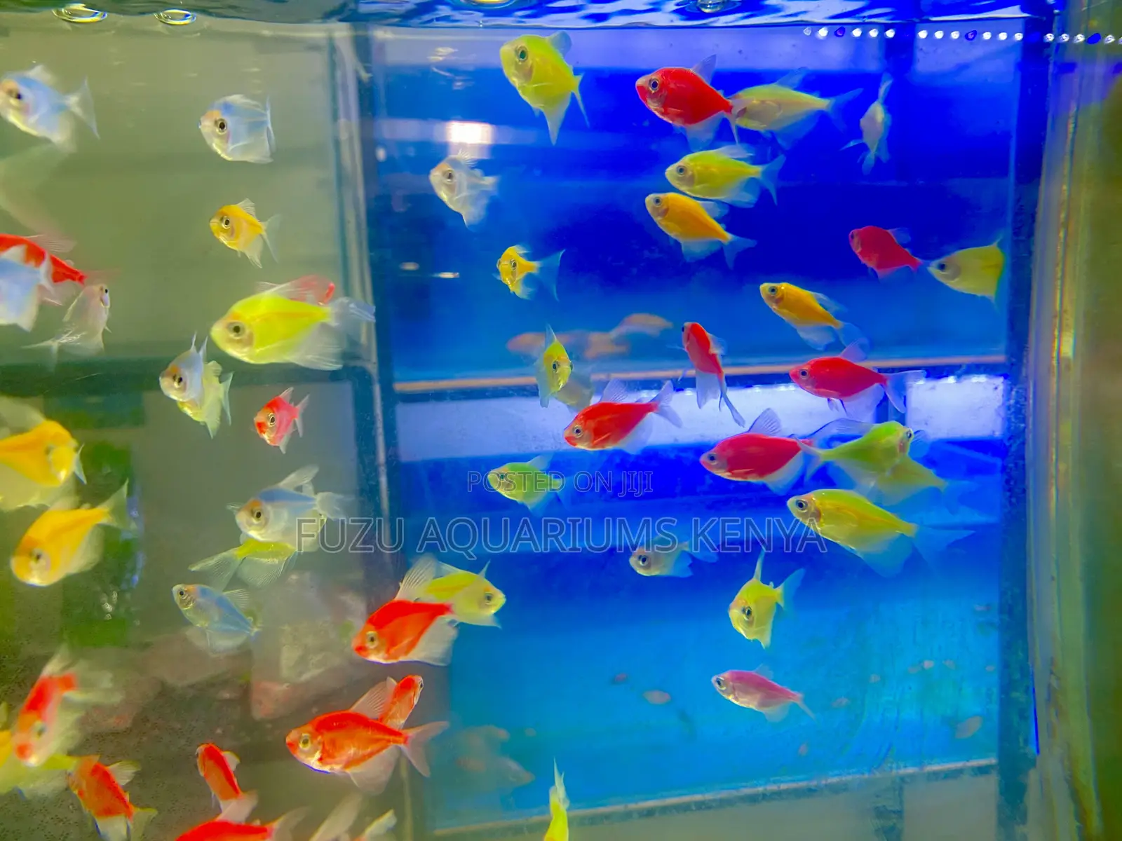 Glow Fish Delight – Mixed Tetras Available