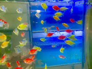 Glow Fish Delight – Mixed Tetras Available