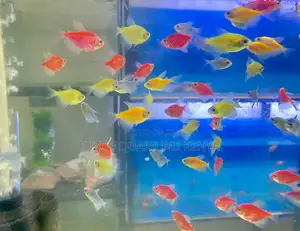 Light Up Your Mood With Glotetras