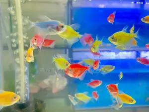 Five Shades of Glow – Glotetra Assortment Pack