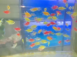 Glotetras – Perfect for Kids’ Aquariums
