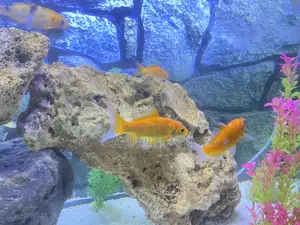 Bright Beautiful Goldfish for Sale