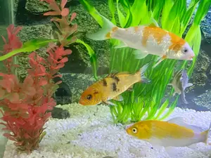 Mixed Goldfish – Comet, Shubunkin More