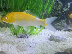 Graceful Comet Goldfish Available Now