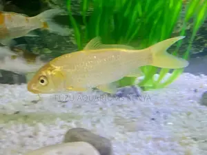 Classic Yellow Common Goldfish