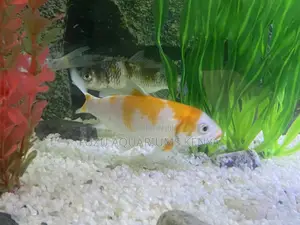 Lively Goldfish for Beginner Aquarists