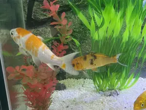 Colorful Goldfish – Healthy Active