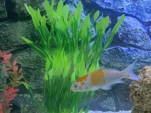 Quality Goldfish at Great Prices