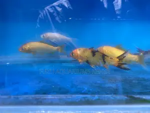 Eye-Catching Goldfish Selection