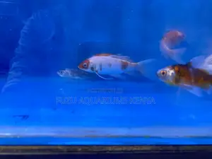 Aquarium-Ready Goldfish Today