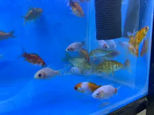 Fancy Standard Goldfish Mix