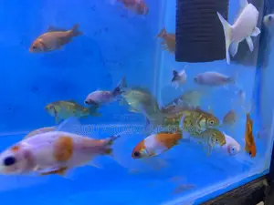 Vibrant Goldfish With Personality