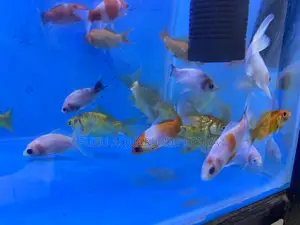 Pet Goldfish That Live Long