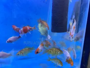 Decorative Goldfish for Your Tank