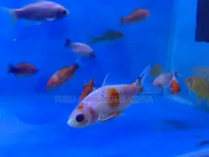 Healthy Goldfish – Easy to Care For