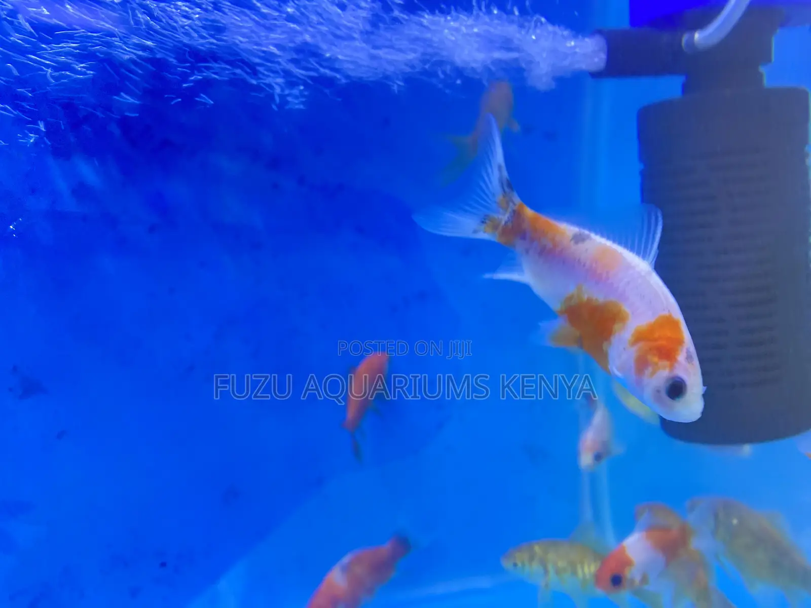 Mixed Goldfish Bundle