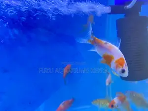 Mixed Goldfish Bundle