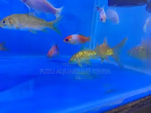 Peaceful Tankmates – Goldfish