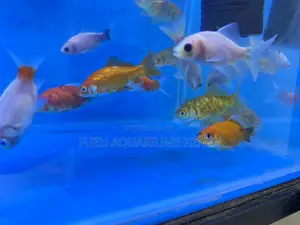 Low Maintenance Goldfish Available