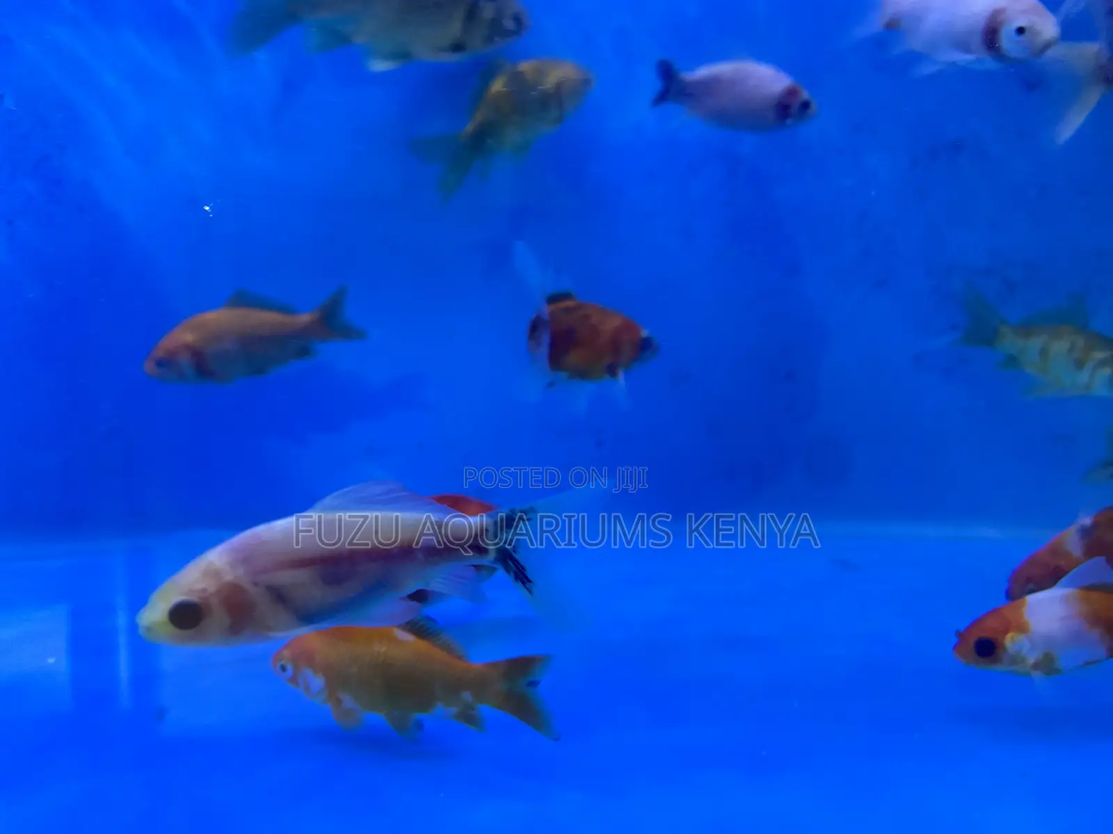 Unique Goldfish Color Pattern