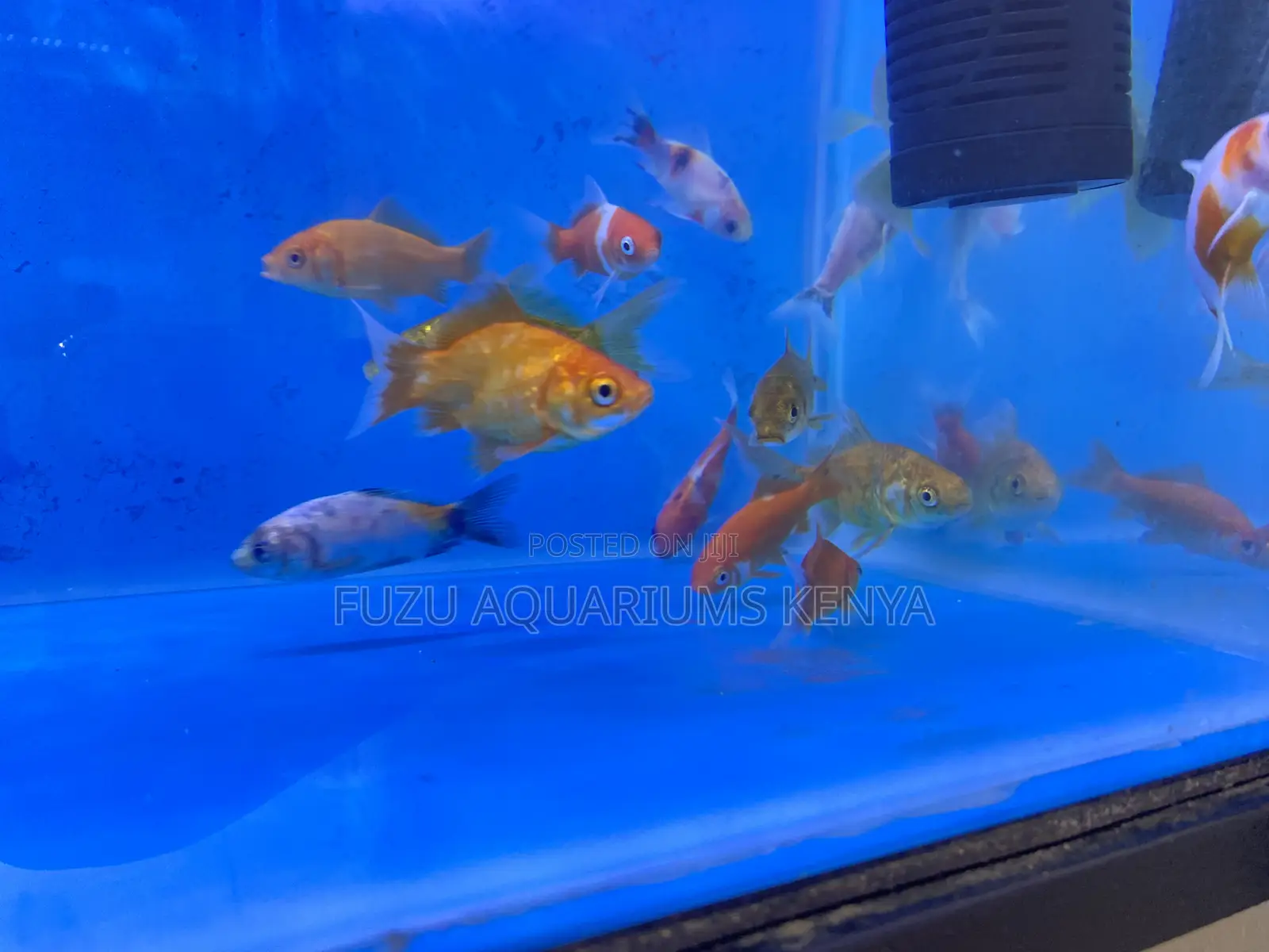 Goldfish for Sale – All Sizes