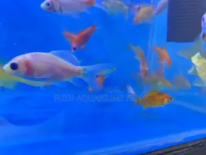 Mixed Variety Goldfish Sale