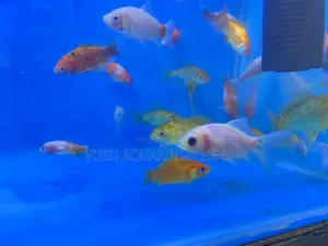 Color Splash Goldfish Selection