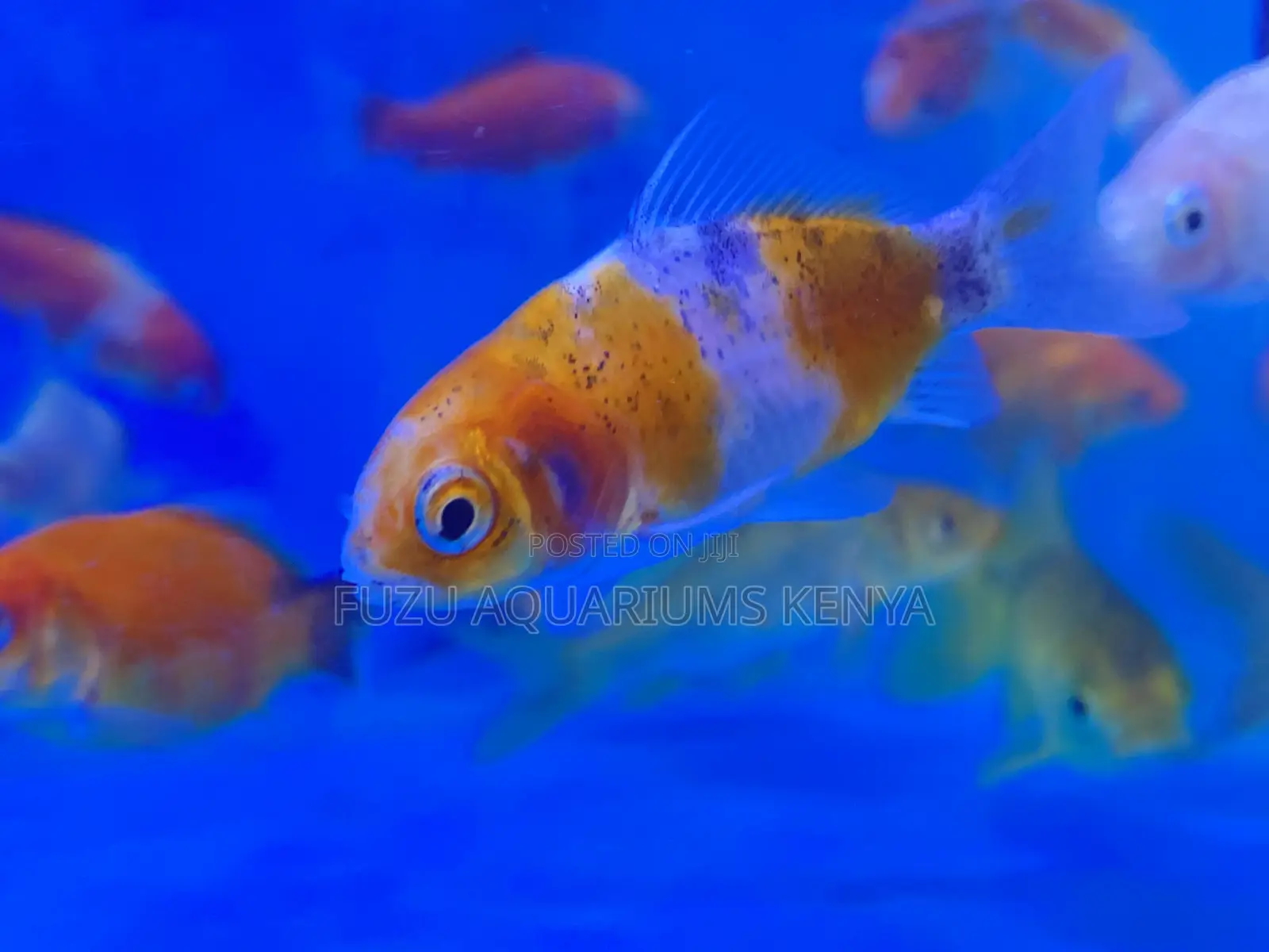 Active Goldfish, Great for Beginners