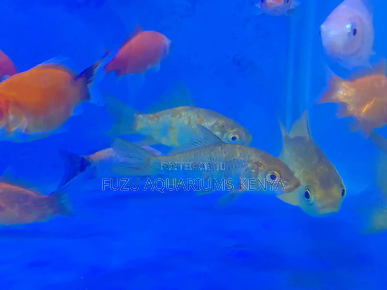 Gorgeous Mixed Goldfish Collection
