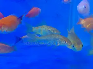 Gorgeous Mixed Goldfish Collection