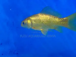Family-Friendly Goldfish Pets