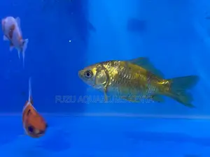 Quality Bred Goldfish for Sale