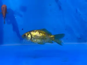 Goldfish Trio Pack