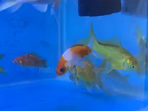 Happy Goldfish, Happy Tank