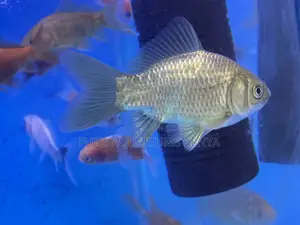 Mixed Goldfish for Indoor Tanks