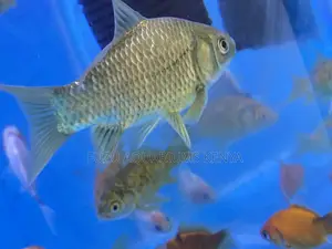 Beginner-Friendly Goldfish Pack