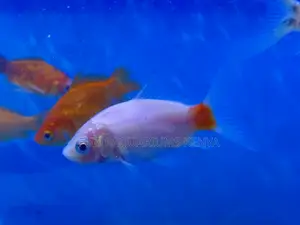 Goldfish With Shimmering Scales