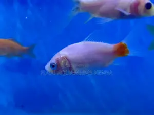 Mixed Goldfish Delivered to You