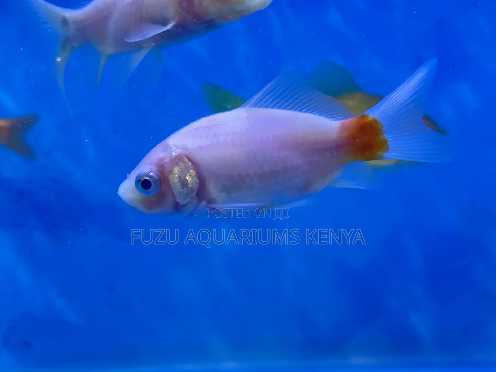Best Goldfish for First-Time Owners